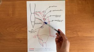 ИННЕРВАЦИЯ ЖЕНСКИХ ПОЛОВЫХ ОРГАНОВ
