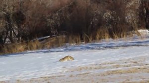 ЖИЗНЬ ПОД СНЕГОМ - Белое королевство