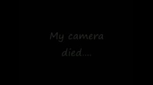 dog nightmares | Мертвая собака