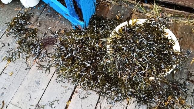 Архангельская область.  Одно Белое море и два разных пляжа.
