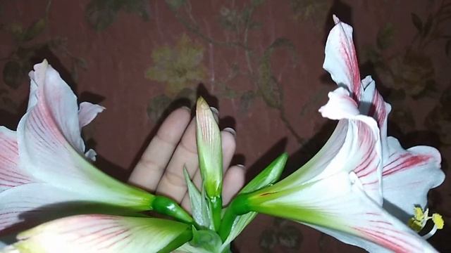 Белый гиппеаструм цветёт! смотреть онлайн