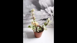 Портулакария : уход в домашних условиях, пересадка и выращивание