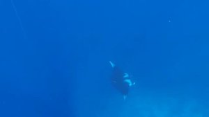 Скат манта в Красном море