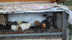 удобное хозяйство! ферма в одной руке или сельская общага! моя эко ферма. влог.