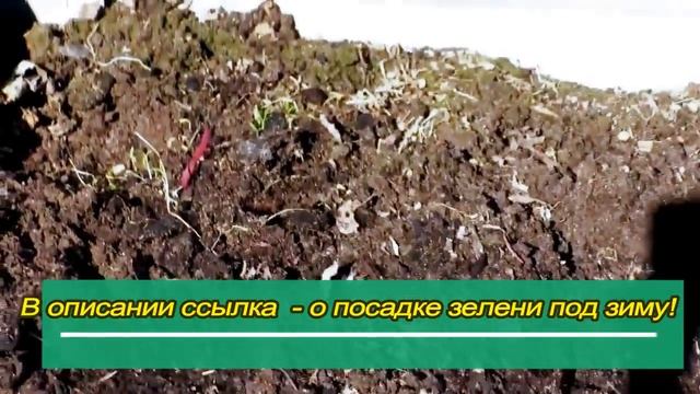 Чем подкормить чеснок, чтобы головки были крупными ? Весенние работы в огороде.