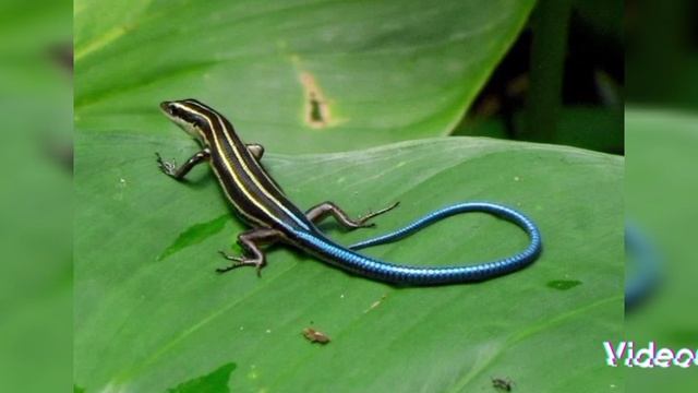 ящерица василиск умеющая ходить по воде🤯🤯🤯 смотреть онлайн