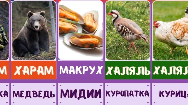 Каких животных мусульмане едят, а каких нет? халял и харам животных