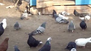 николаевские голуби в с.Виноградовка часть5