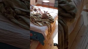 О Донских сфинксах, стоит ли заводит данную породу, донские сфинксы о породе