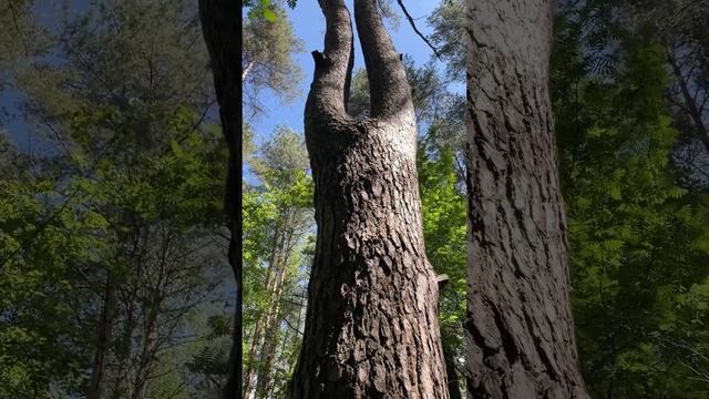 Дерево-женщина! А кого видите вы? #forest #nature #лес #природа #tree #relaxation