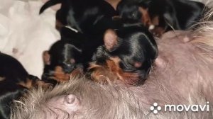 Щенки Йорка 1 неделя