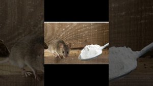 Как избавиться от мышей в доме, не покупая отравы. Есть простое решение.