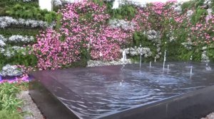 170316 TC   wall of petunia blooms frame Spurting Fountain