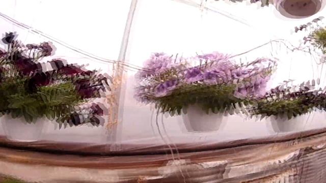 Цветы в теплице. Обзор рассады, цветов. смотреть онлайн