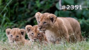 #2351. Львы (В мире животных)