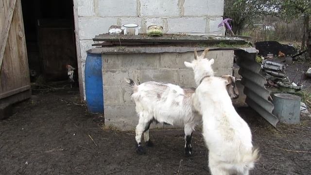 Козья "свадьба".