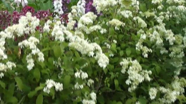 Часть1 2013г Саженцы гортензии древовидной ''Hayes Starburst'' смотреть онлайн