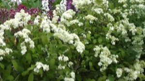 Часть1 2013г Саженцы гортензии древовидной ''Hayes Starburst''