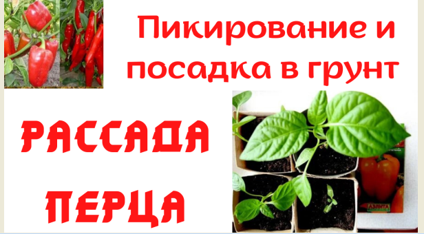 Пикирование перца из всходов без земли и посадка в грунт Простой и надежный способ