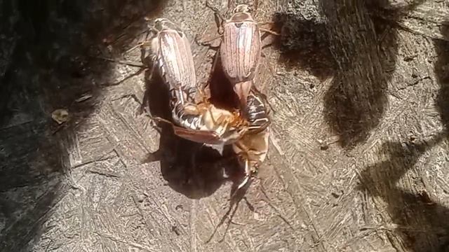 Майский жук! Смотри какой майский жук - май 2015года смотреть онлайн