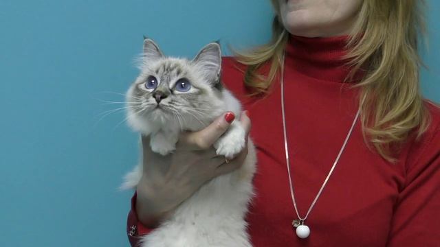 Выставки породистых кошек.