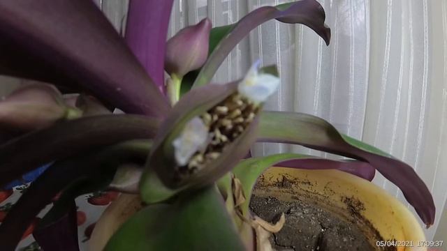 Рео Видео, Лодочка Моисея смотреть онлайн