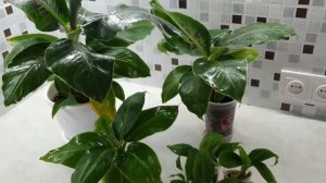 Банан Кавендиш. ?