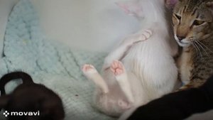 Как выглядят ориентальные котята в 1,5 месяца