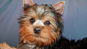 Все породы собак.Австралийский терьер (Australian Terrier)