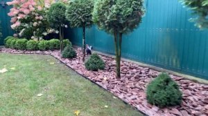 Отсыпка сосновой корой средней фракции #ландшафтныйдизайн #кора