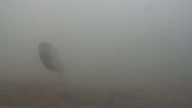 СКОЛЬКО ЖЕ РЫБЫ В ЭТОЙ микроРЕЧКЕ! ПОДВОДНЫЕ СЪЁМКИ ПОКЛЁВОК ХАРИУСА! Рыбалка в январе! смотреть онлайн