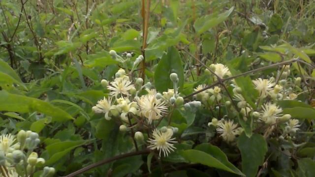 Traveller's Joy смотреть онлайн