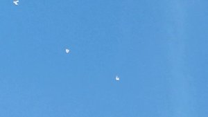 Николаевские серпастые голуби Волгодонск Елисеев