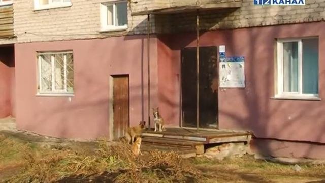 Бродячие собаки