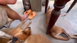 Talalla Beach | Шри-Ланка 2021