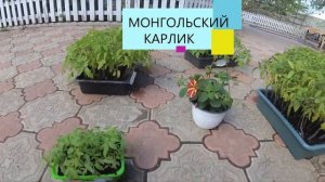 РАССАДА ТОМАТОВ - ДЖИНА, МОНГОЛЬСКИЙ КАРЛИК, ФЕРМЕРСКИЙ КРУПНОПЛОДЫЙ /ОБЗОР РАССАДЫ.