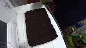 Картошка садим семена выращиваем рассаду. Растет ли картошка на юге?