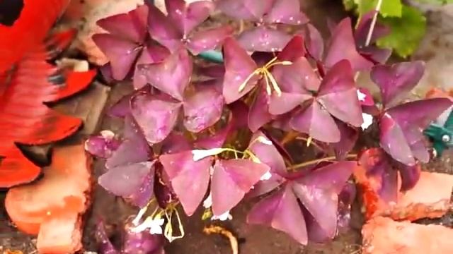 Герань. Кислица. Уход, выращивание и содержание на улице. Обзор нашего участка. смотреть онлайн