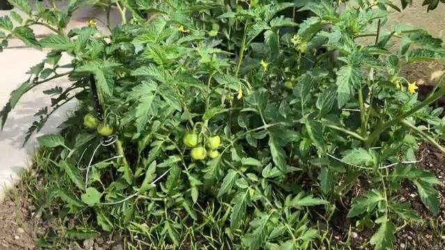 Электрогрядка своими руками #своимируками #handmade смотреть онлайн