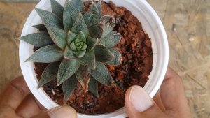 || ECHEVERIA PURPUSORUM ||