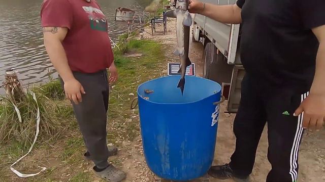 рыбалка в кокино. запуск осетра в садок .ч4 смотреть онлайн