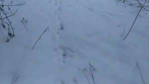 ОХОТА на ЗАЙЦА с ЗАПАДНО-СИБИРСКИМИ ЛАЙКАМИ//Удачное УТРО