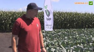 Пассат F1 капуста (Bejo) день поля 04.08.2016 Культура в полі