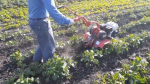 Мотоблок Агат Прополка картофеля мотоблоком.