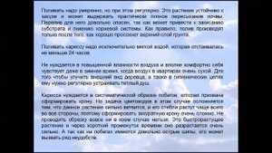 Комнатная слива. Бонсай  Карисса