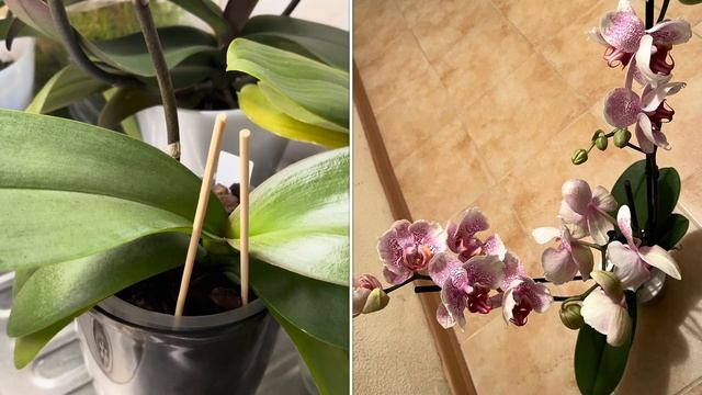 Самые долгожданные цветоносы …? смотреть онлайн