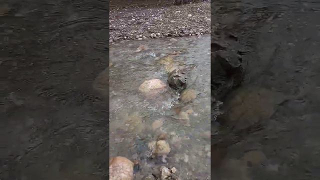 Речка Ангара (приток Салгира) в районе с. Перевальное, Крым. 9.01.2022 г.