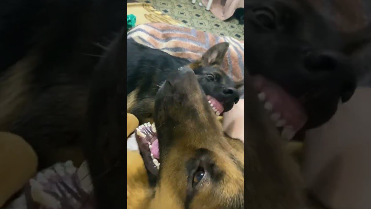 Немецкие овчарки делят хозяйку #собаки #немецкаяовчарка #dog #germanshepherd смотреть онлайн