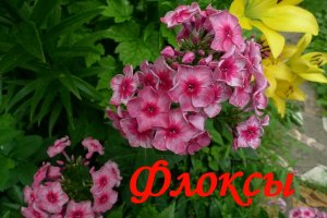 Флоксы