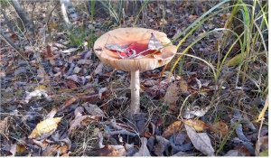 Грибы в лесу. Прогулка по лесу. Тихая охота.